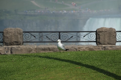 Image of a bird on the grass near Niagra Falls